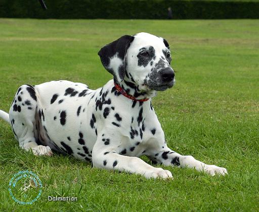 Dalmatian 9W008D-033.JPG